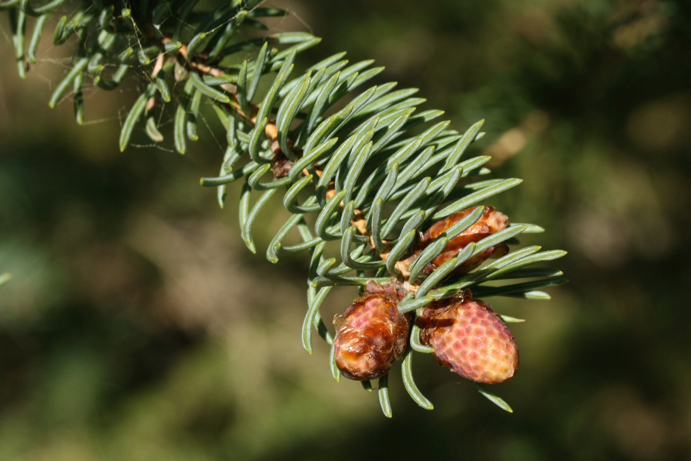 Image of Picea glauca specimen.