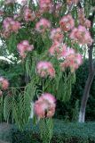 Albizia julibrissin