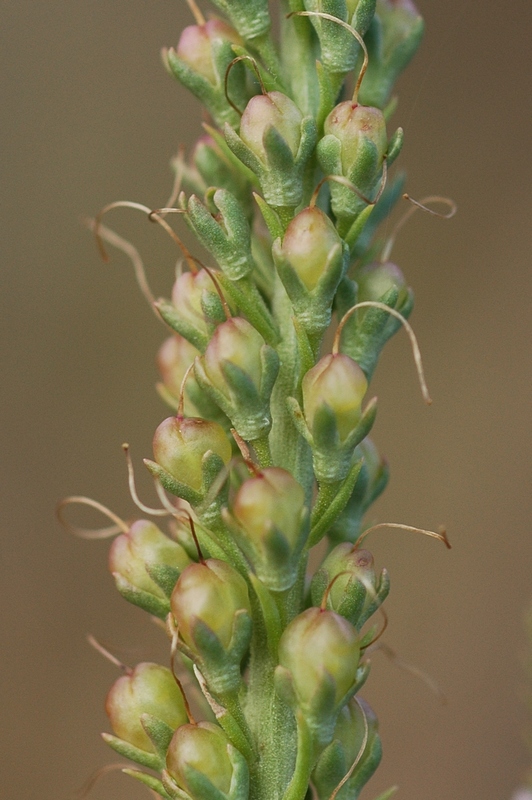 Image of Veronica pinnata specimen.