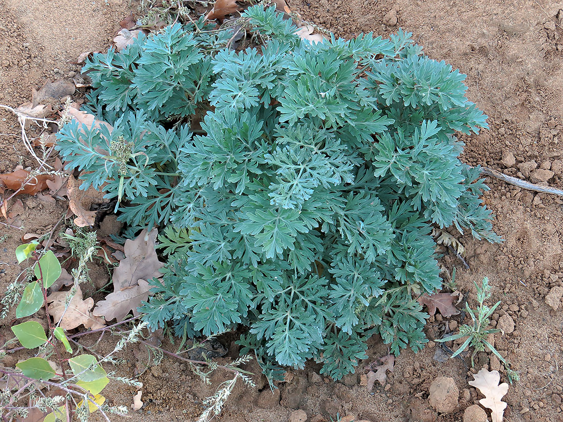 Image of Artemisia absinthium specimen.