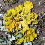 Xanthoria parietina. Таллом с апотециями. Ростовская обл., г. Таганрог, во дворе на ондулине. 17.12.2021.