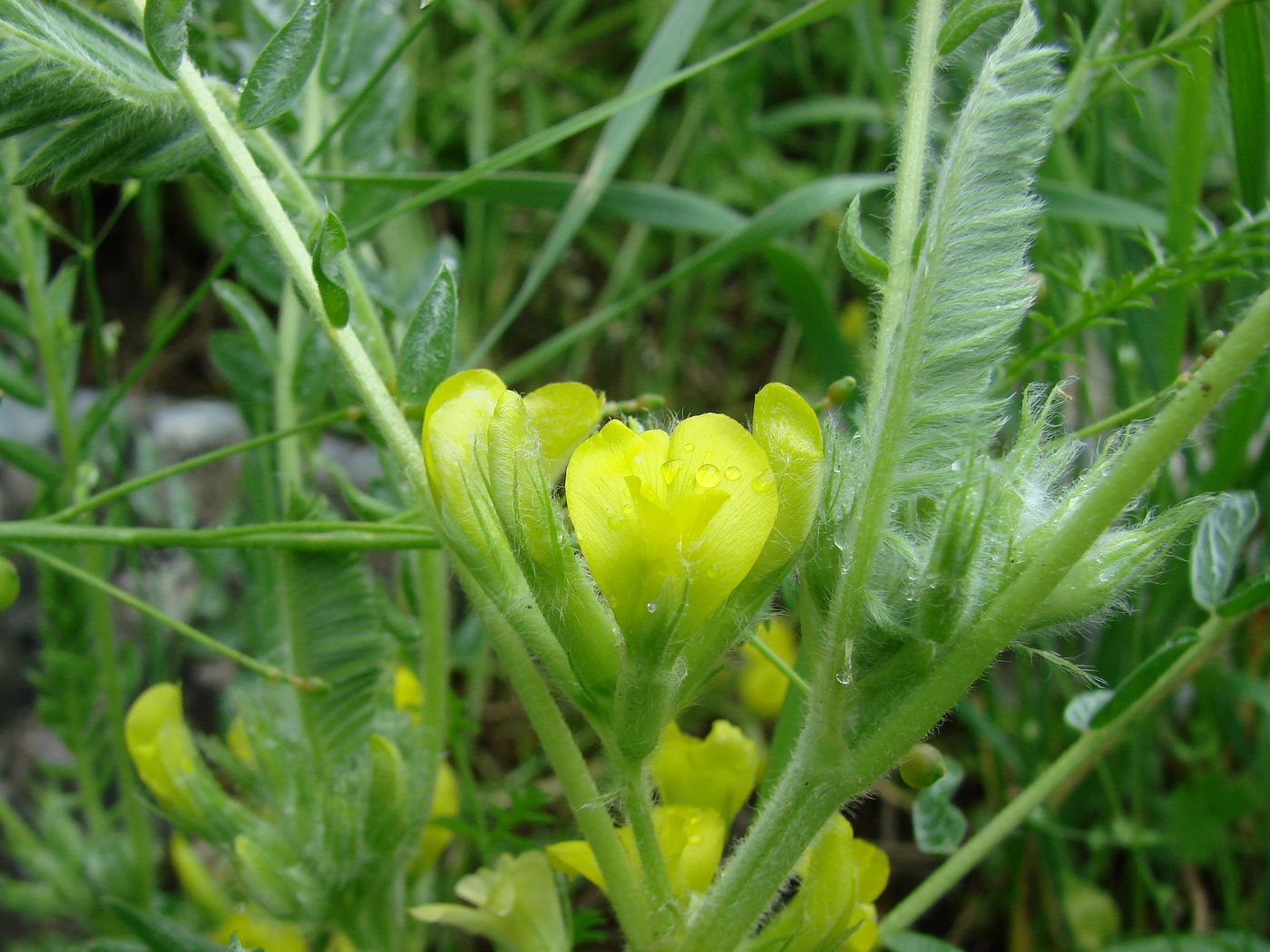 Изображение особи Astragalus floccosifolius.