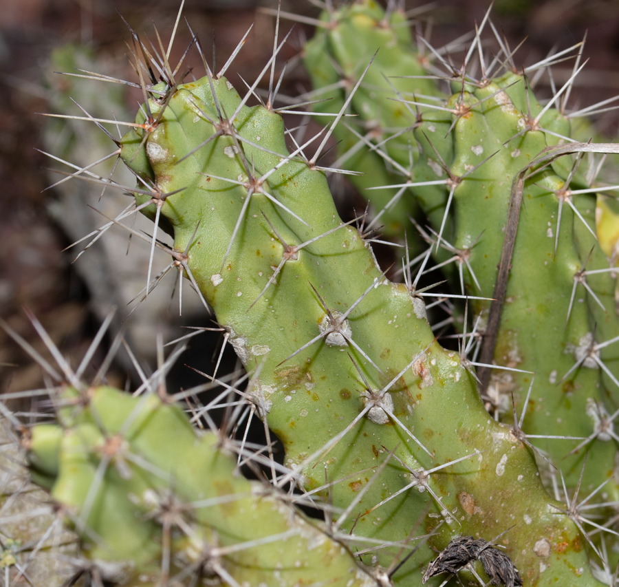 Image of Echinocereus berlandieri specimen.