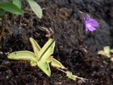 Pinguicula vulgaris. Цветущее растение на сырой моховой дернинке у подножия скального уступа северной экспозиции. Мурманская обл., окр. пос. Дальние Зеленцы близ мыса Аварийный. 02.08.2010.