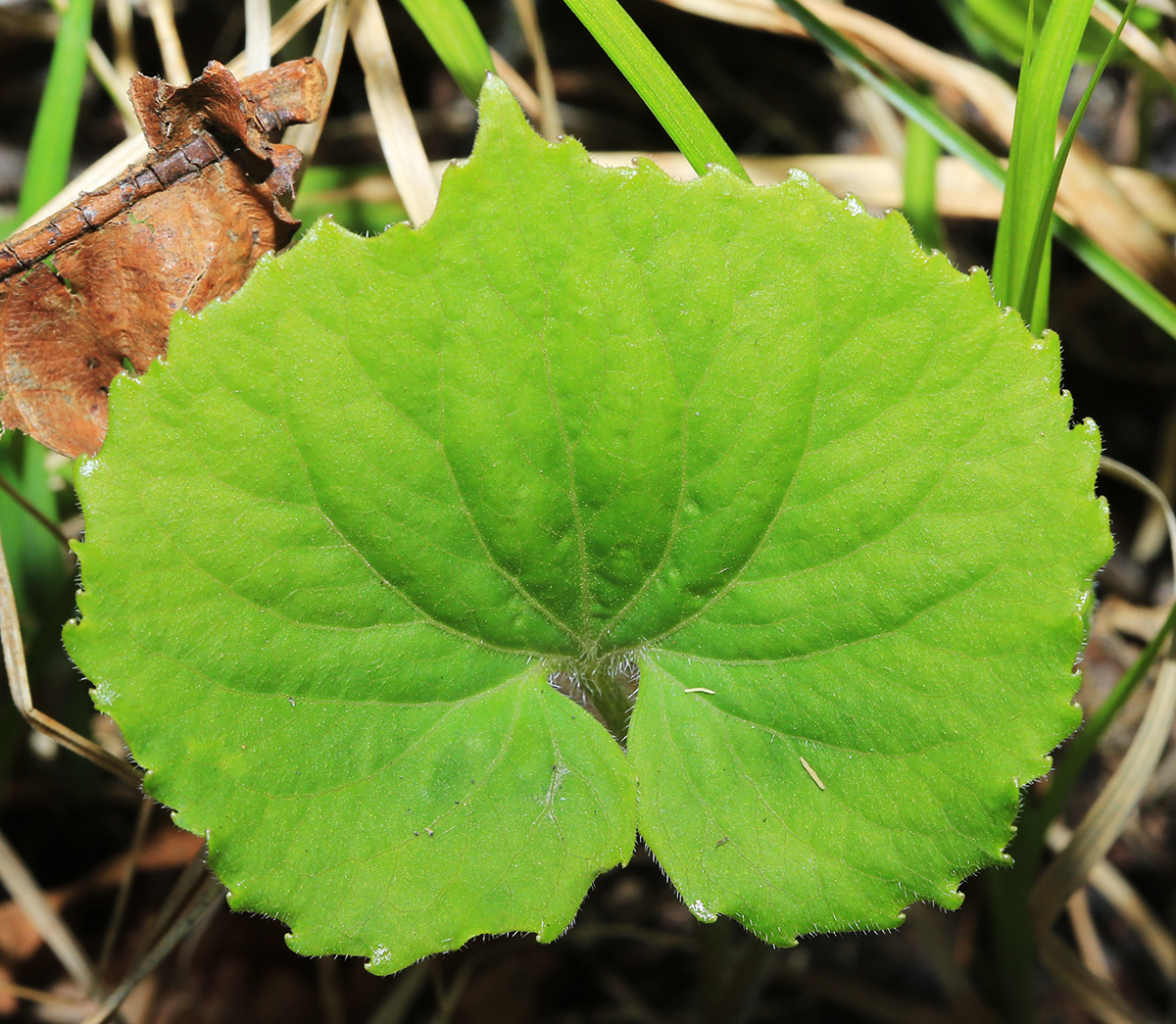 Image of Viola muehldorfii specimen.