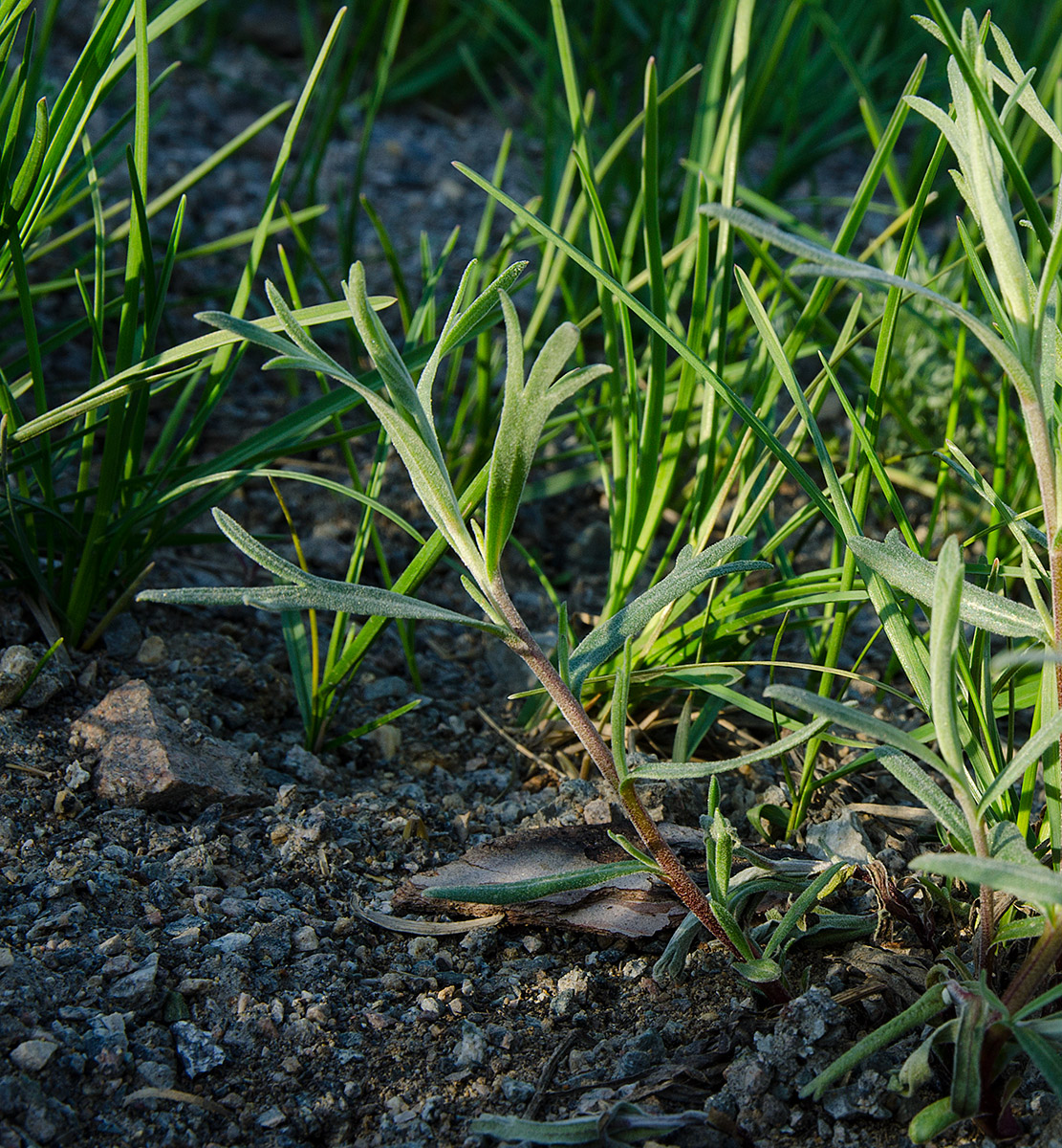 Изображение особи Artemisia dracunculus.