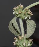 Marrubium vulgare