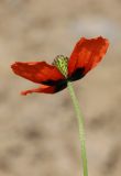 Papaver tichomirovii