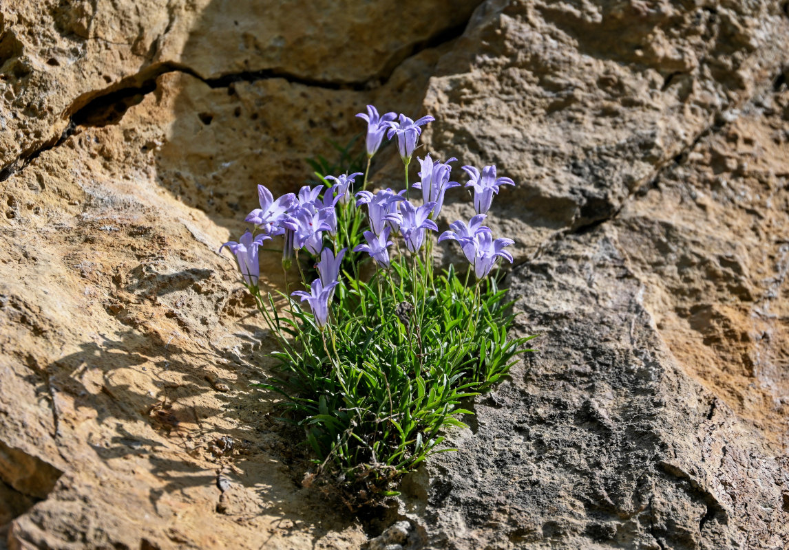 Изображение особи Campanula lehmanniana.