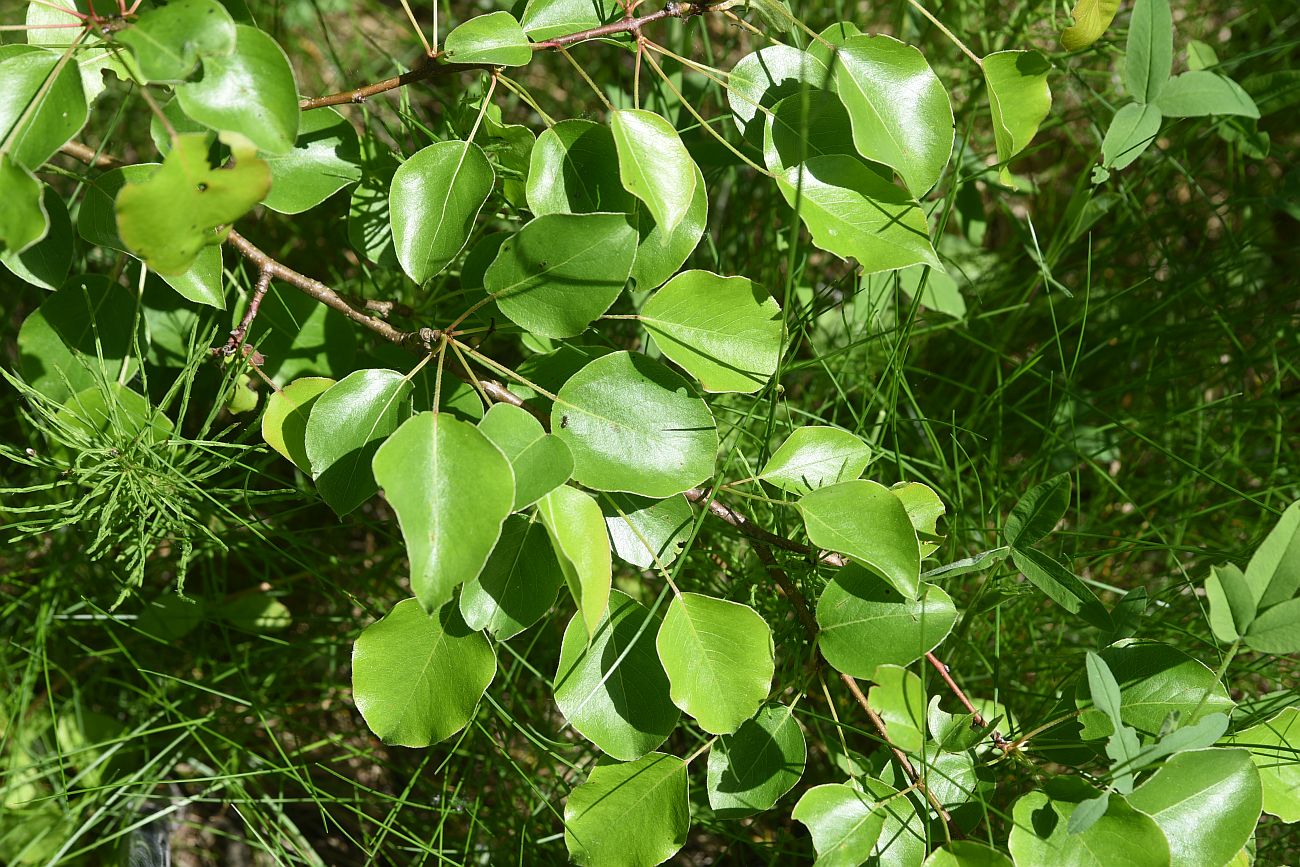 Image of genus Pyrus specimen.