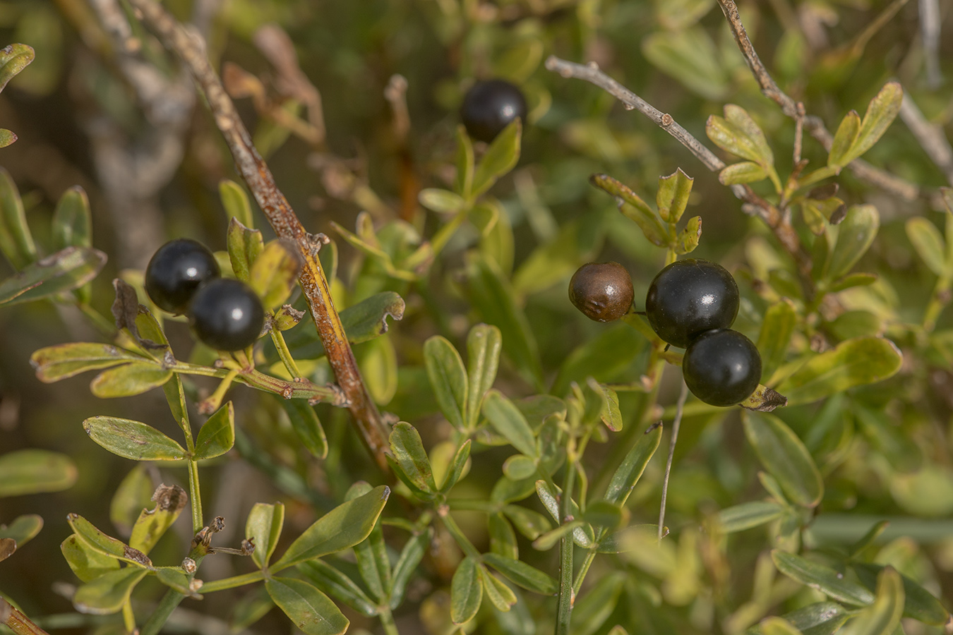 Image of Jasminum fruticans specimen.