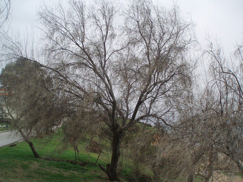 Image of Elaeagnus angustifolia specimen.