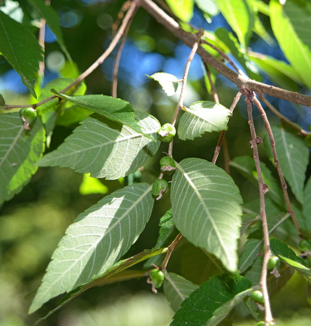 Image of Zelkova schneideriana specimen.