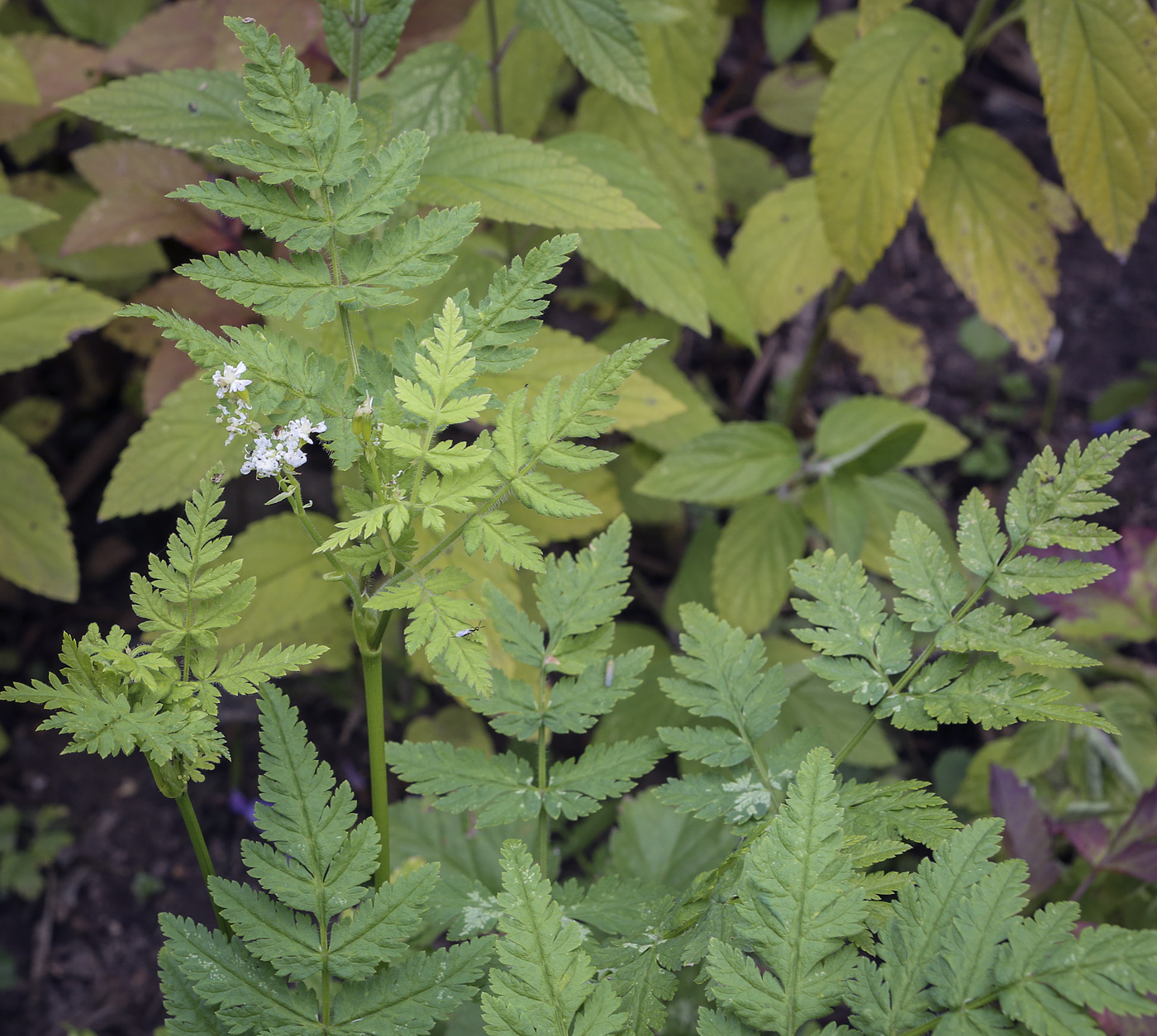 Image of Myrrhis odorata specimen.