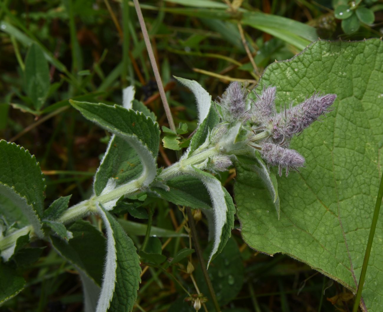 Image of Mentha longifolia specimen.