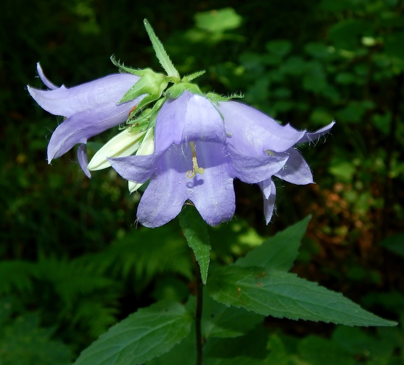 Image of Campanula trachelium specimen.