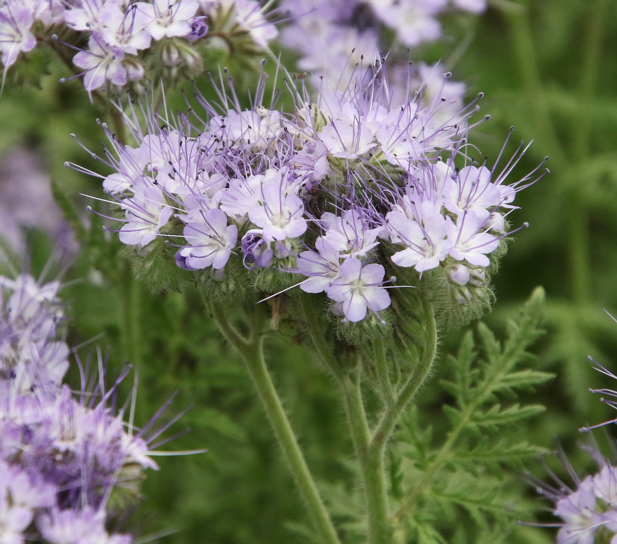 Image of Phacelia tanacetifolia specimen.