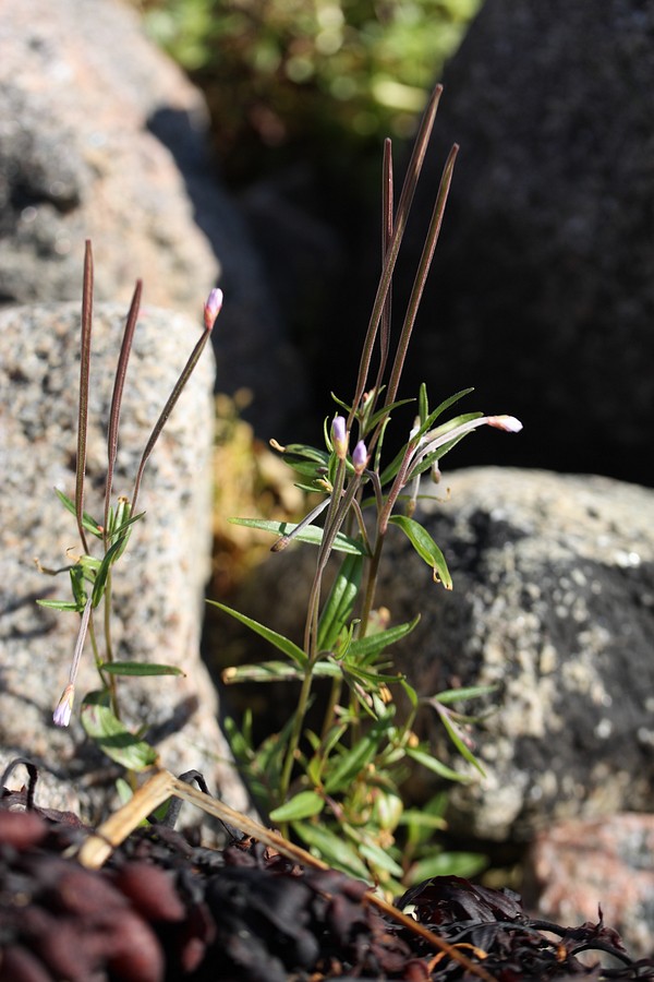 Image of Epilobium palustre specimen.