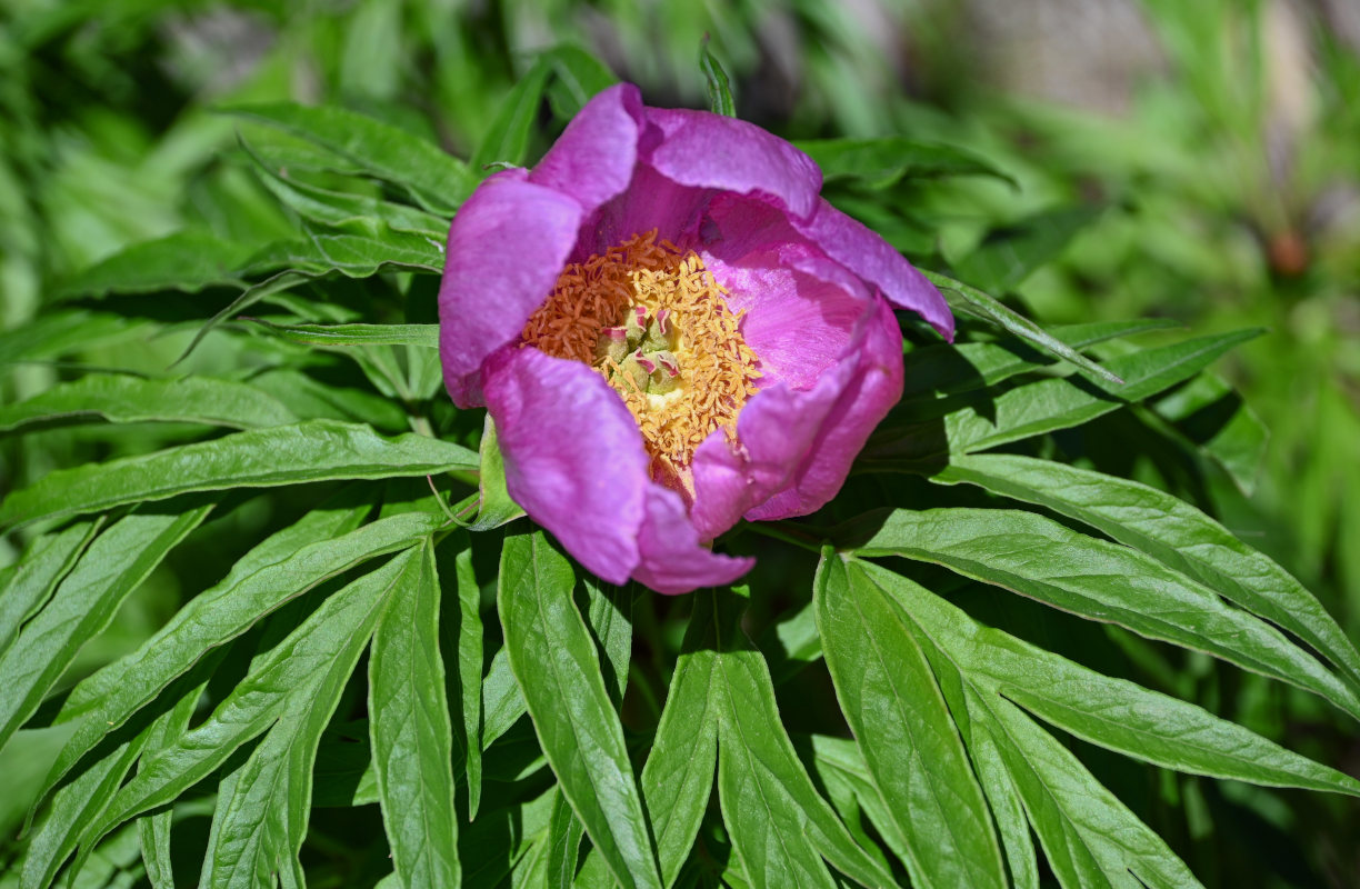 Image of Paeonia anomala specimen.