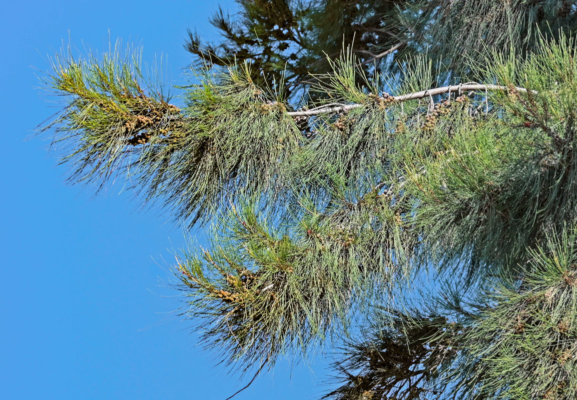 Изображение особи Casuarina equisetifolia.