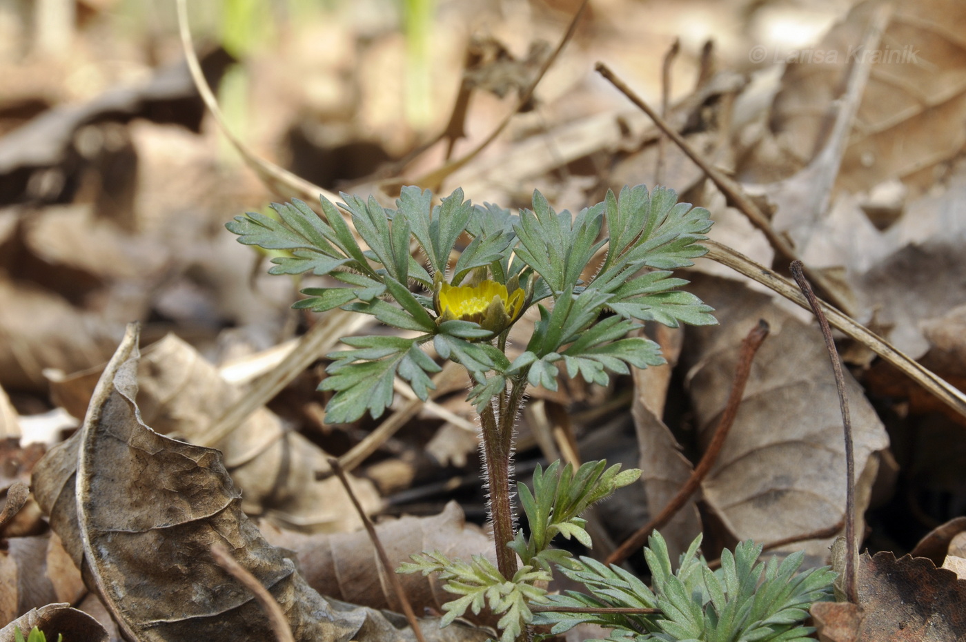 Image of Adonis amurensis specimen.