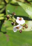 Sagittaria sagittifolia