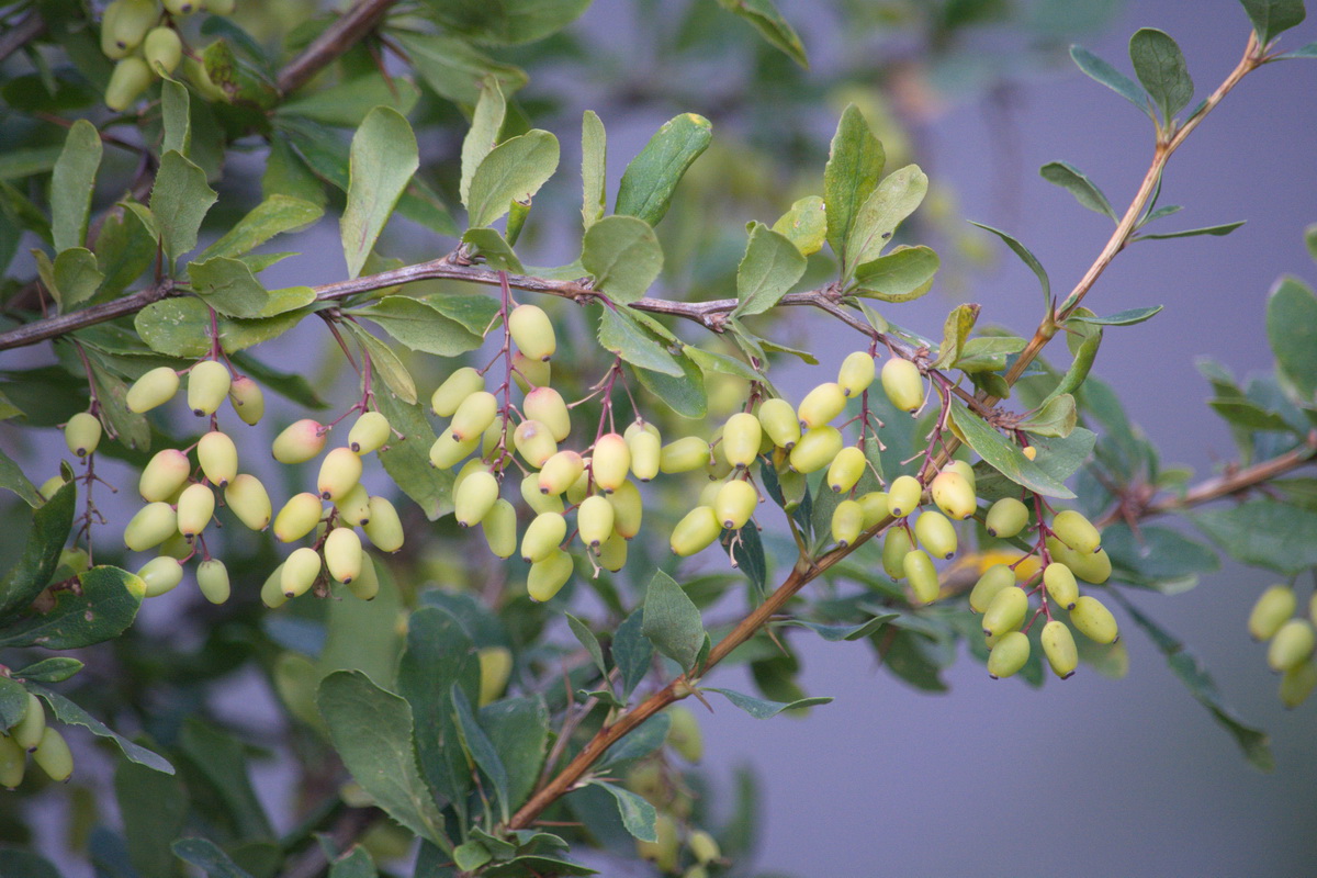 Image of Berberis vulgaris specimen.