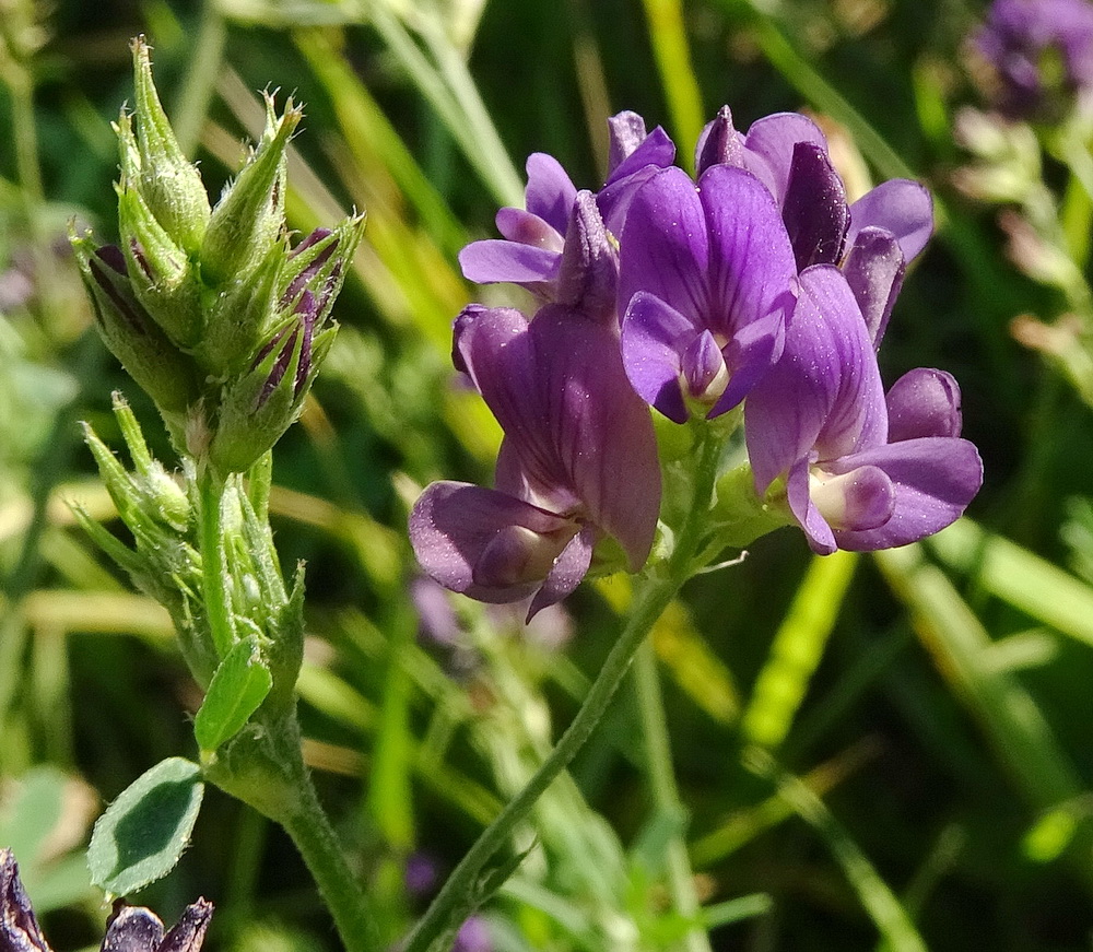 Image of Medicago sativa specimen.