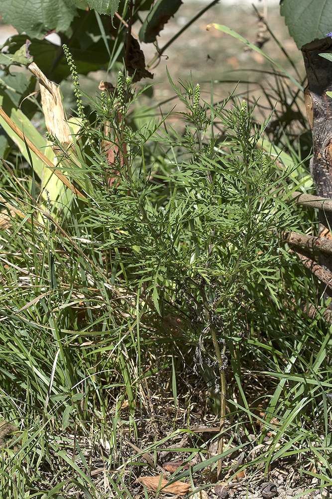 Image of Ambrosia artemisiifolia specimen.