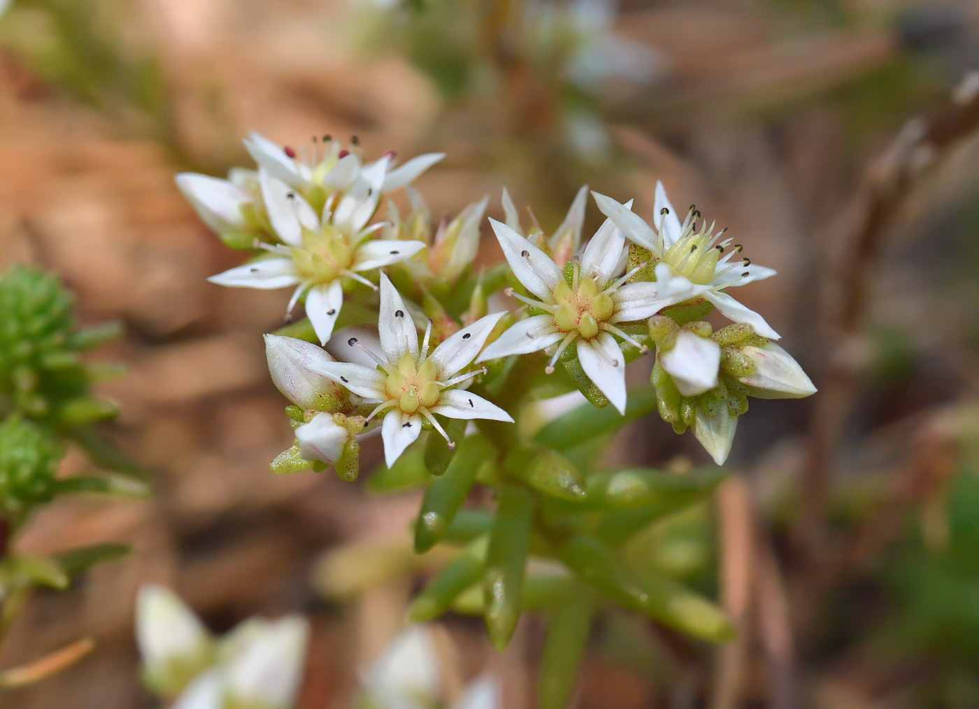 Image of Sedum gracile specimen.