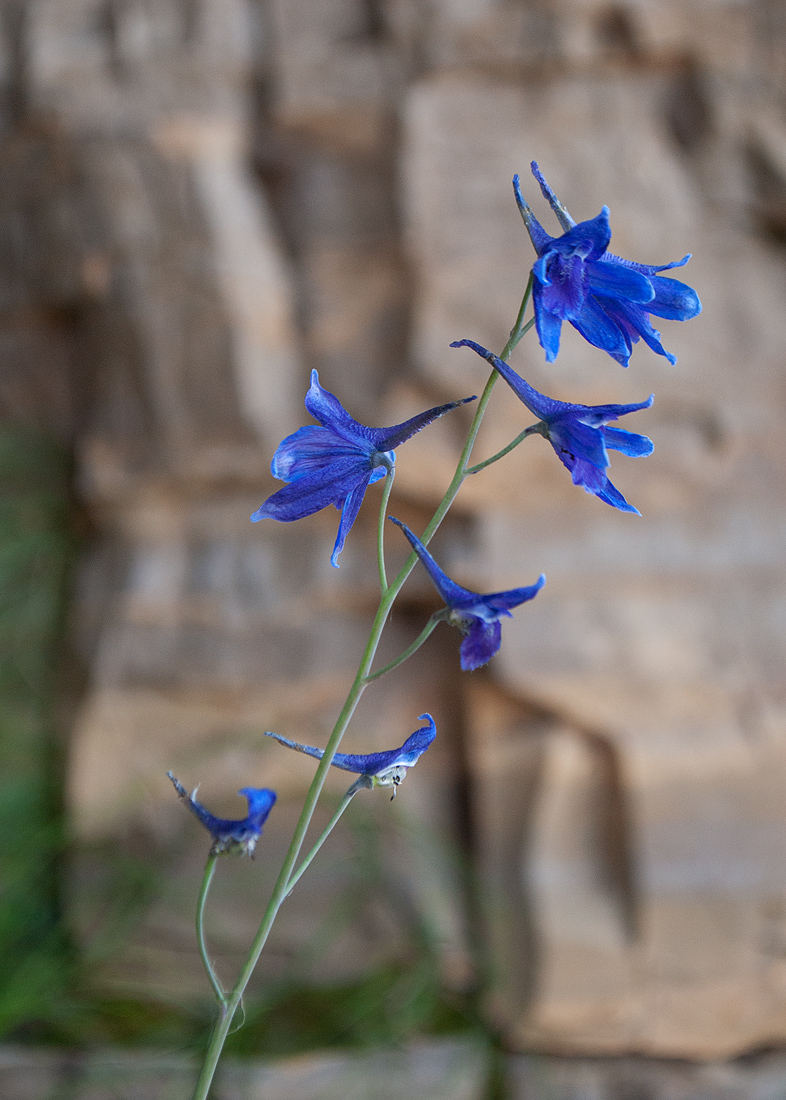 Изображение особи Delphinium cheilanthum.