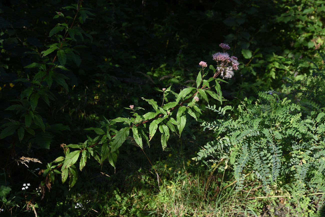 Изображение особи Eupatorium cannabinum.