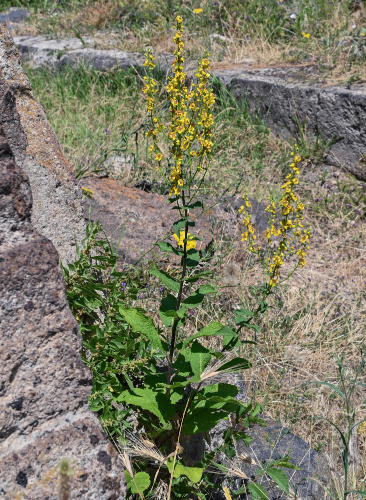 Image of Verbascum marschallianum specimen.