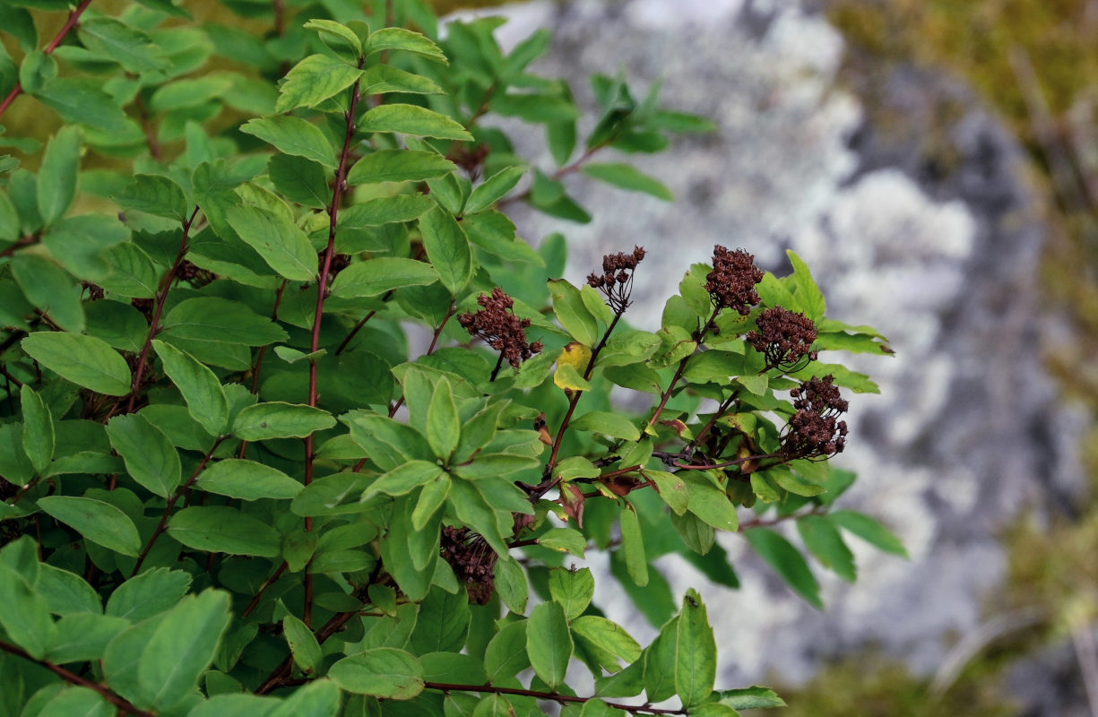 Image of Spiraea beauverdiana specimen.