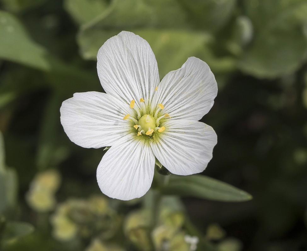 Изображение особи Cerastium bungeanum.