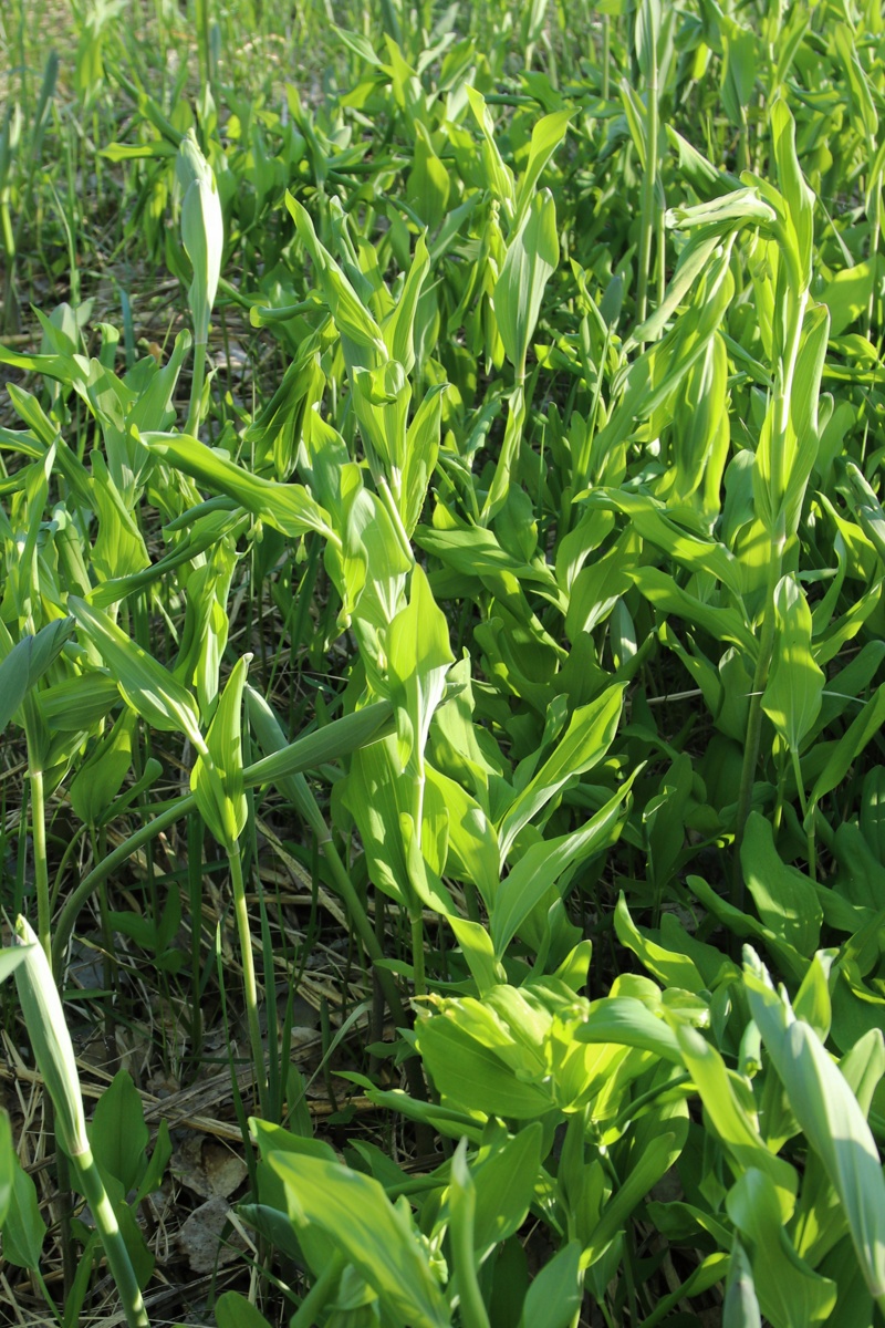 Изображение особи Polygonatum odoratum.