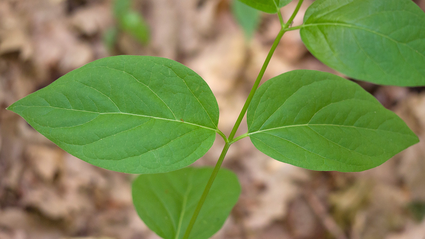 Image of Vincetoxicum scandens specimen.