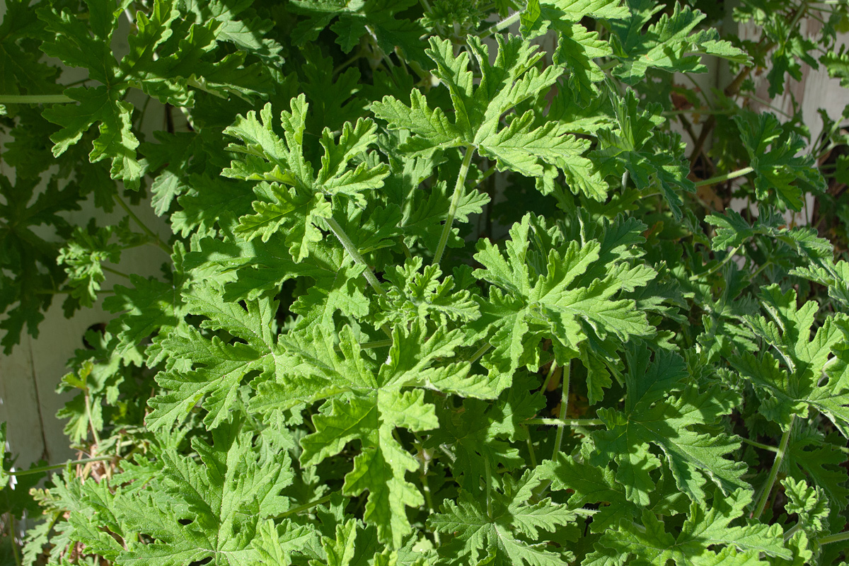 Image of Pelargonium graveolens specimen.