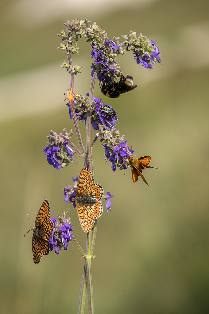 Изображение особи Salvia nutans.