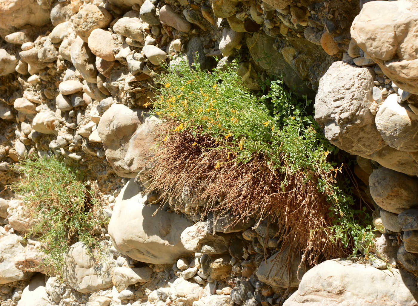 Image of Corydalis kovakensis specimen.