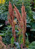 Rumex aquaticus. Верхушки побегов с соплодиями. Курильские о-ва, о-в Итуруп, долина р. Водопадная, окраина каменистого пляжа. 16.08.2023.