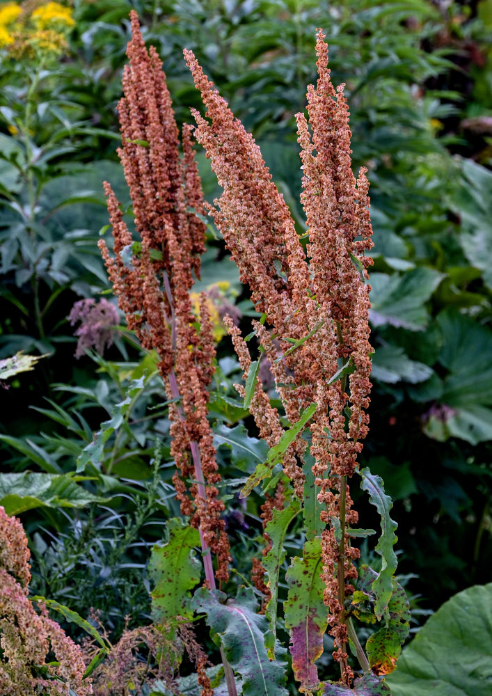 Image of Rumex aquaticus specimen.