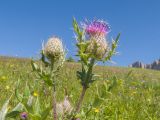 Cirsium buschianum. Верхушки побегов с соцветиями в разной степени развития. Кабардино-Балкария, Черекский р-н, окр. с/п Верхняя Балкария, южный склон горы Бекаирбаши, ≈ 2100 м н.у.м., субальпийский луг. 29.07.2024.