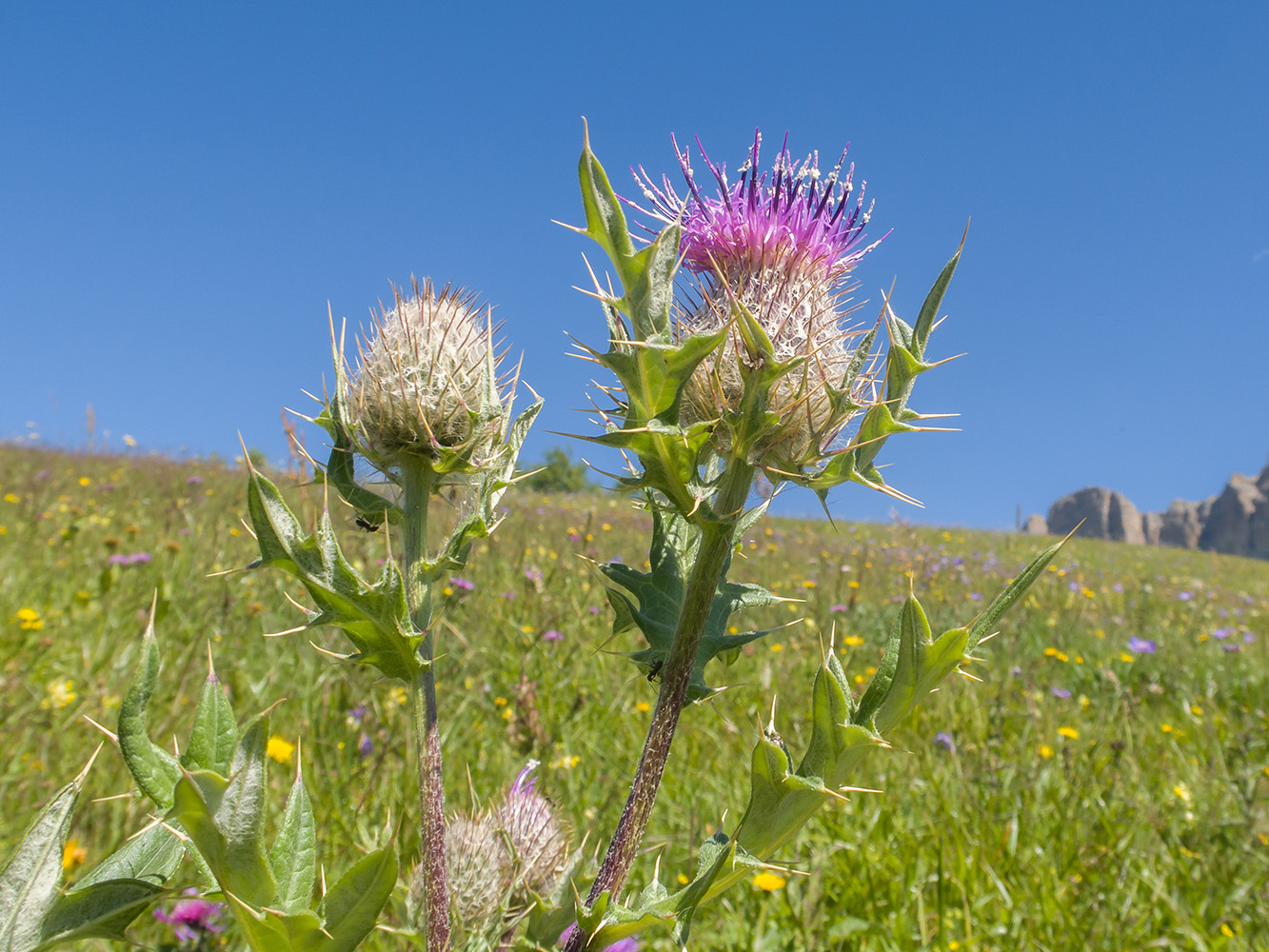 Изображение особи Cirsium buschianum.