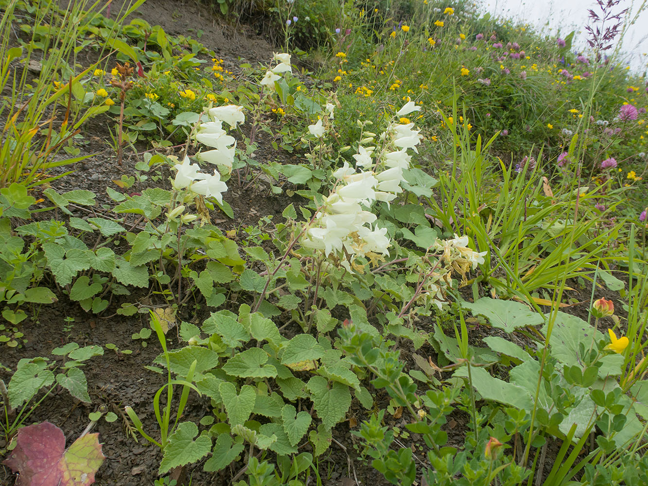 Изображение особи Campanula dolomitica.