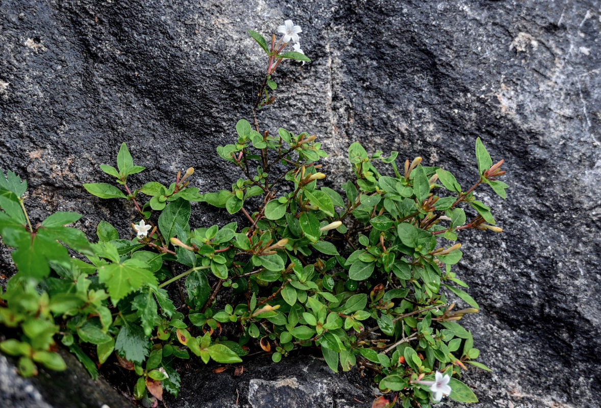 Image of Serissa japonica specimen.