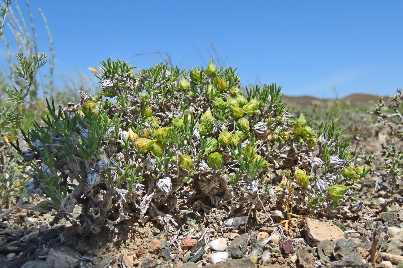 Изображение особи Arthrophytum subulifolium.