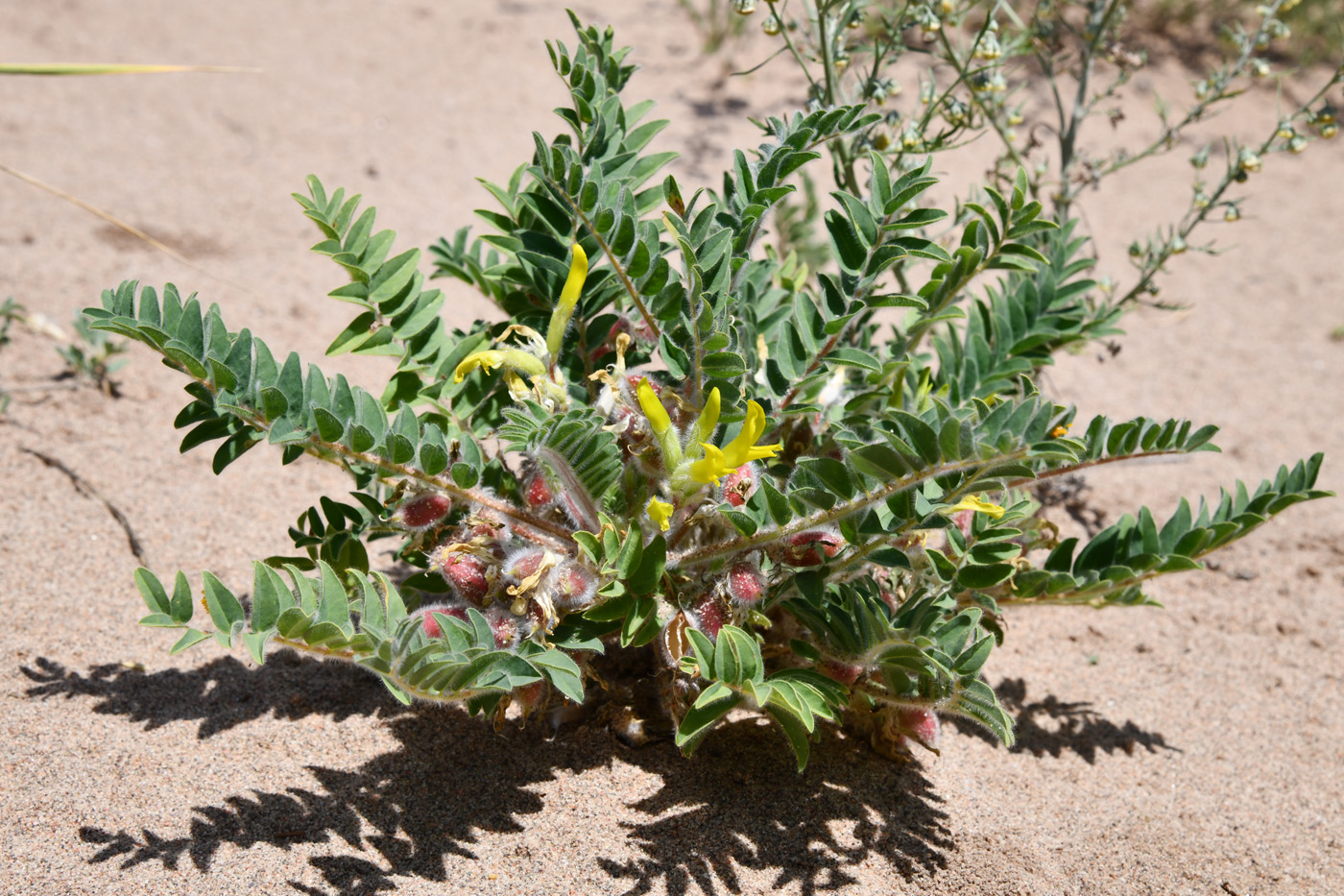 Image of Astragalus rubtzovii specimen.