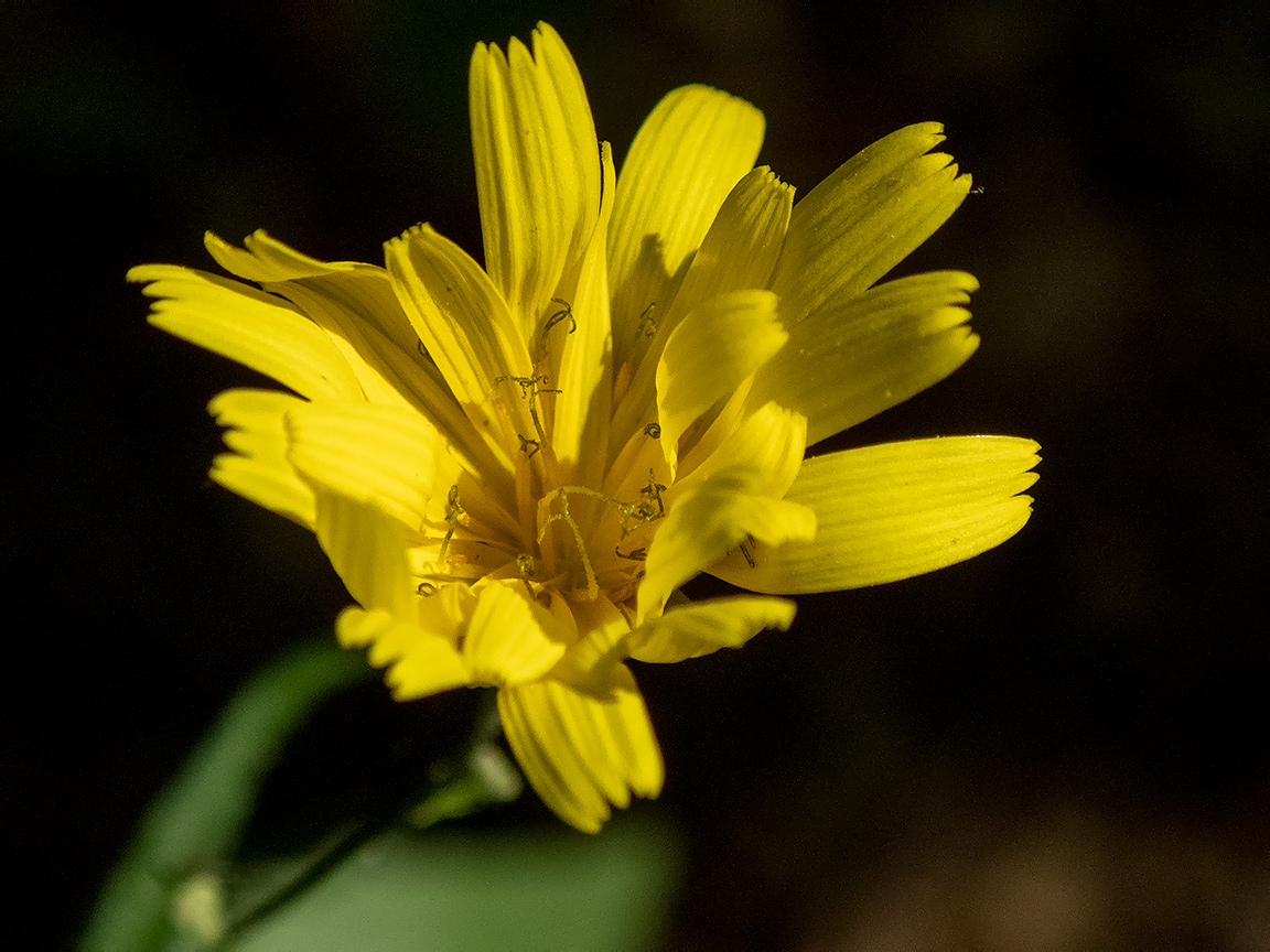 Image of Lapsana intermedia specimen.