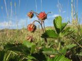 Fragaria viridis. Верхушка плодоносящего растения. Казахстан, Восточно-Казахстанская обл, Зайсанский р-н; Саур-Тарбагатай, вост. часть хр. Манрак, верх пер. Шиликты, ≈ 1350 м н.у.м., степь. 1 июля 2024 г.